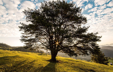 Baum